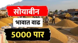 सोयाबीन भावात मोठी वाढ, भाव 4500 पासून 5500 पर्यंत..