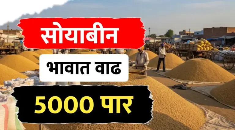 सोयाबीन भावात मोठी वाढ, भाव 4500 पासून 5500 पर्यंत..