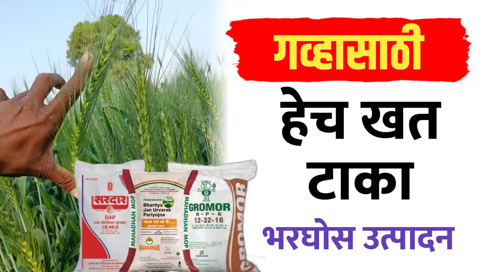 गहू पिकाचे योग्य खत