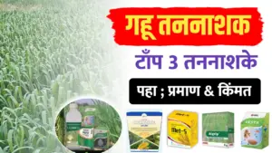 गहू तननाशक ; या तननाशकाने एकही गवत राहनार नाही.. जबरदस्त रिझल्ट